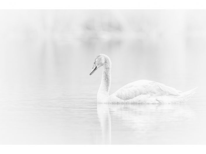 nikon d850 + nikon 500mm f4/g vr