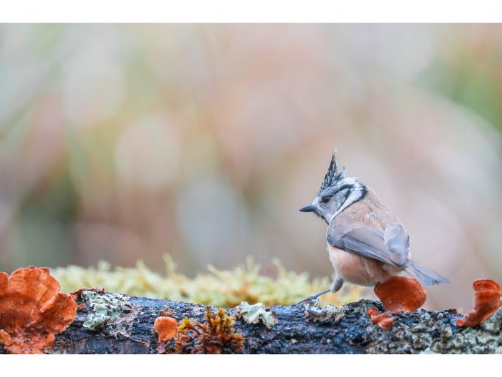 sony a7r iv + fe 200 ? 600 mm f5.6 ? 6.3 g oss