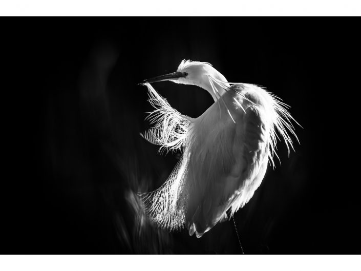 sony a7r iv + fe 200 ? 600 mm f5.6 ? 6.3 g oss