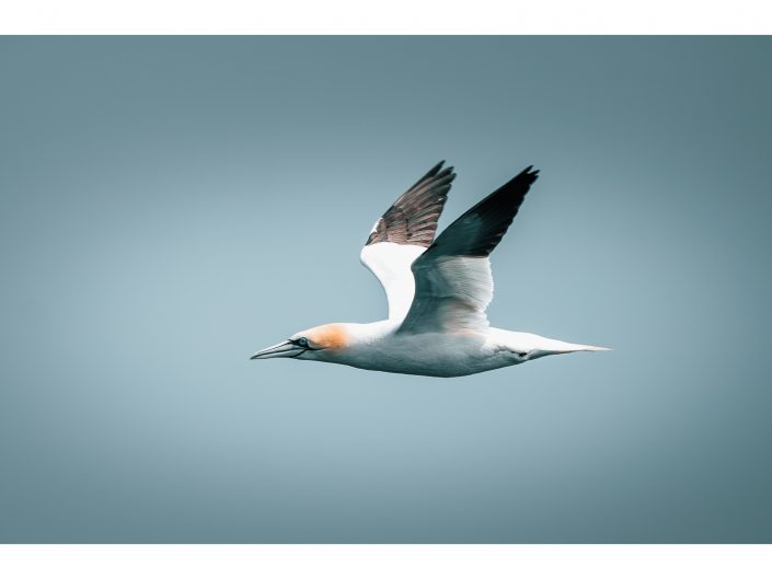 sony a7r iv + fe 200 ? 600 mm f5.6 ? 6.3 g oss