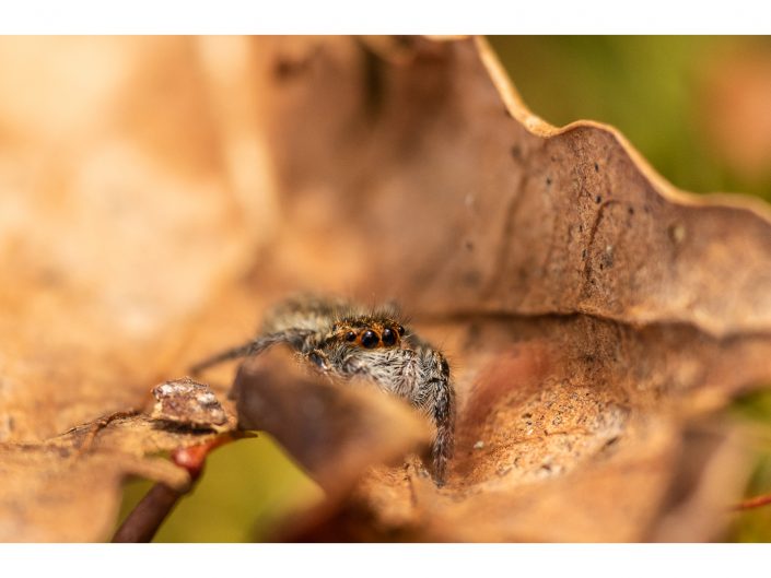 nikon d810 + sigma sport 150 600mm