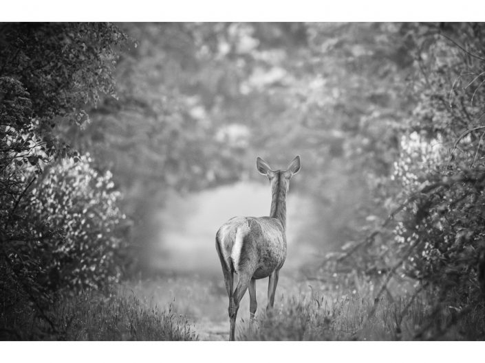 nikon d850 + nikon 500mm f4/g vr