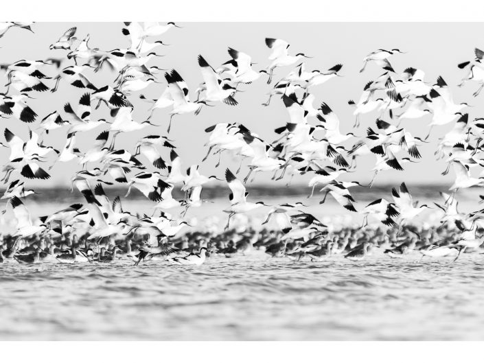 nikon d810 + sigma sport 150 600mm