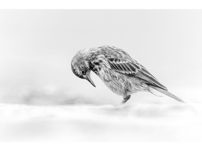 nikon d850 + nikon 500mm f4/g vr