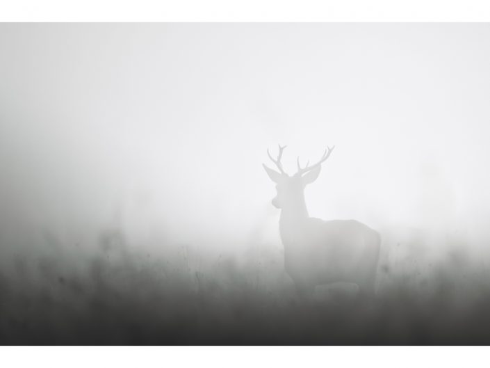 nikon d850 + nikon 500mm f4/g vr