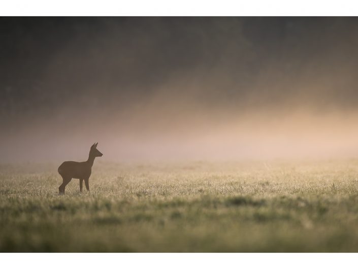 nikon d850 + nikon 500mm f4/g vr