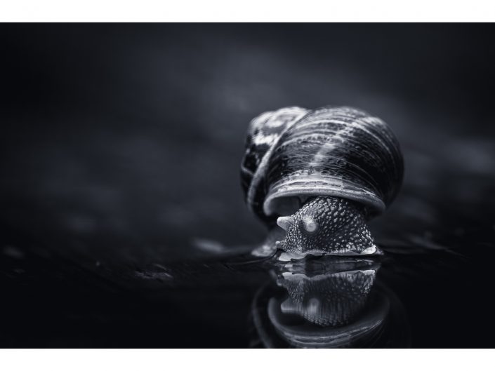nikon d850 + nikon 500mm f4/g vr