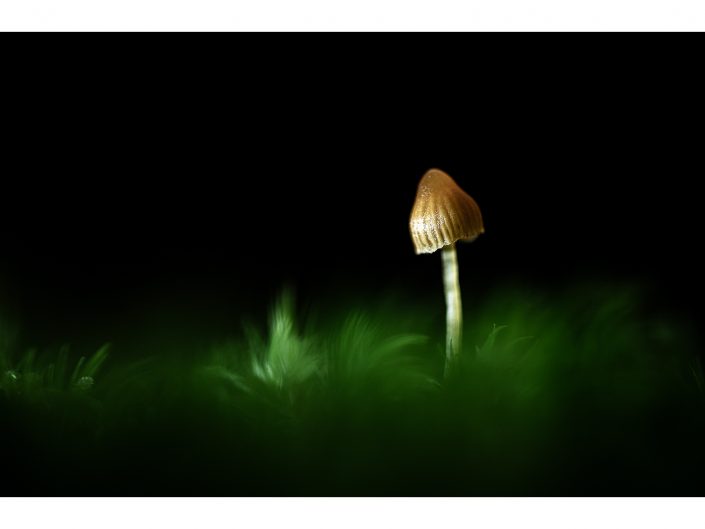 nikon d850 + nikon 500mm f4/g vr