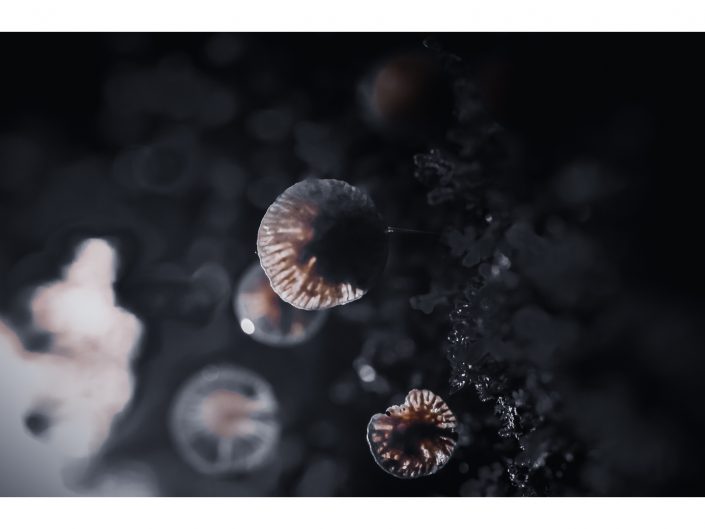 nikon d850 + nikon 500mm f4/g vr