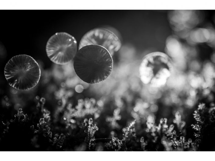 nikon d850 + nikon 500mm f4/g vr