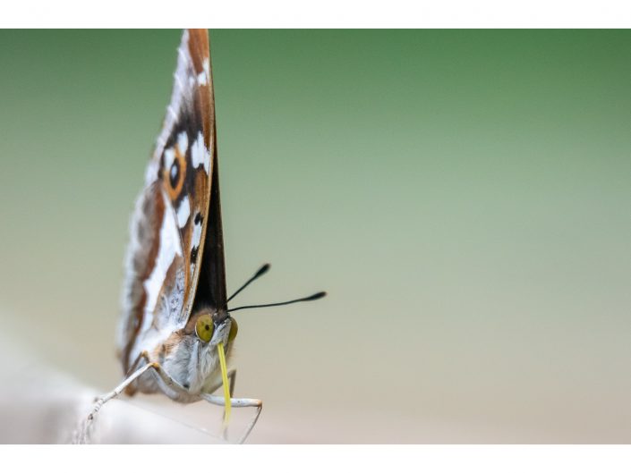 nikon d810 + sigma sport 150 600mm