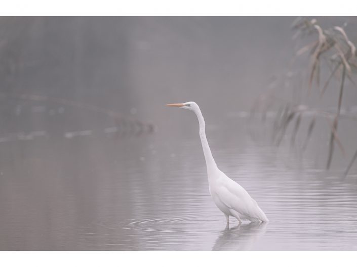 nikon d850 + nikon 500mm f4/g vr