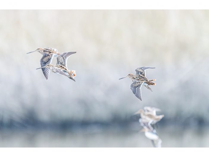 nikon d850 + nikon 500mm f4/g vr