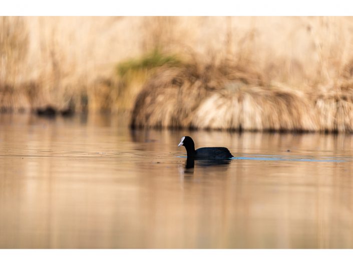 nikon d810 + sigma sport 150 600mm