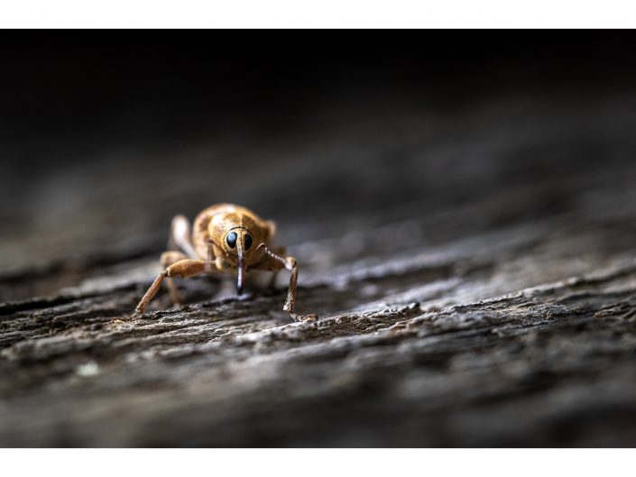 nikon d810 + sigma sport 150 600mm