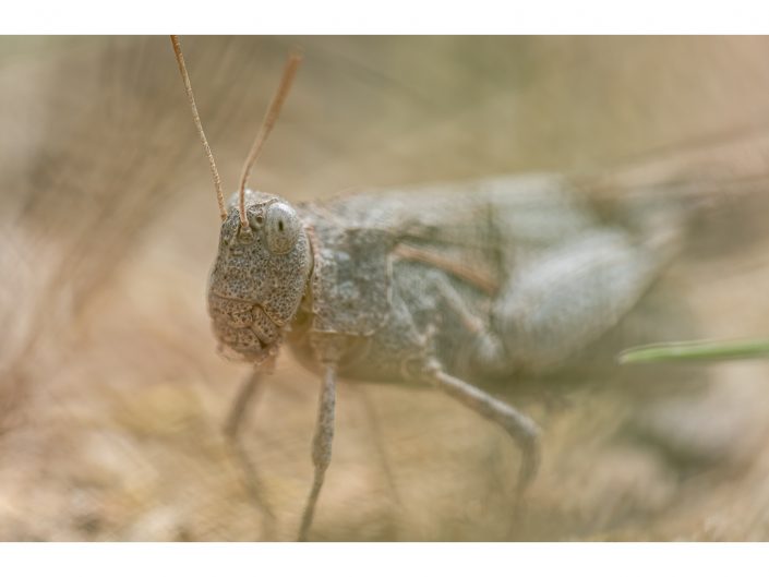 nikon d810 + sigma sport 150 600mm