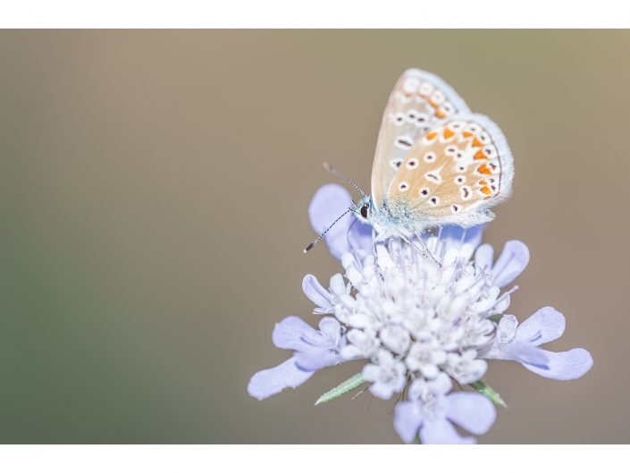 nikon d810 + sigma sport 150 600mm