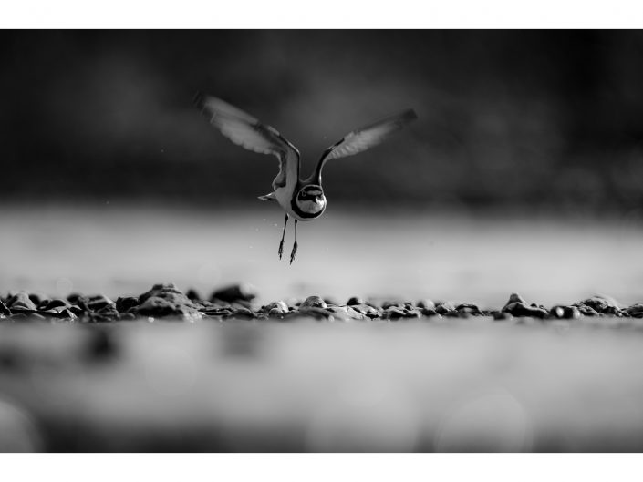 nikon d810 + sigma sport 150 600mm