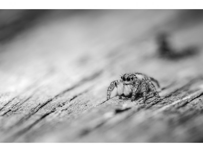 nikon d810 + sigma sport 150 600mm