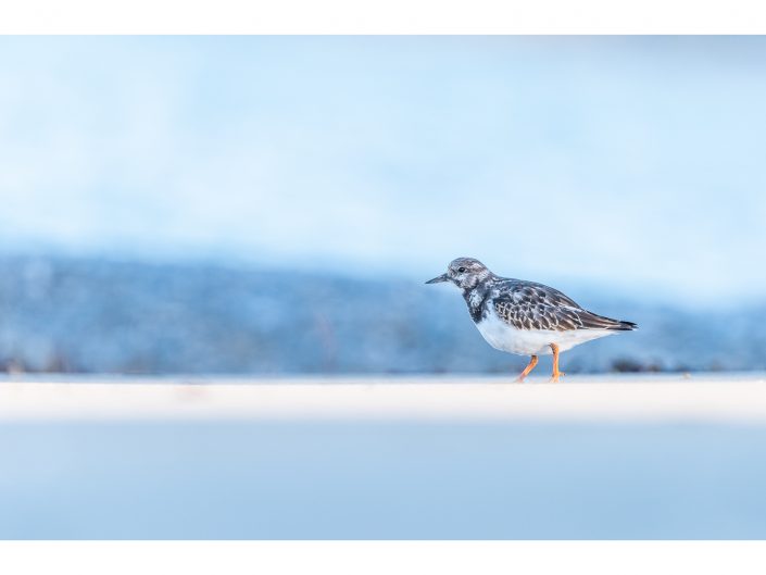 nikon d810 + sigma sport 150 600mm