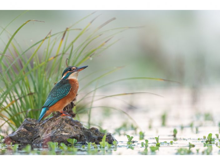 nikon d810 + sigma sport 150 600mm