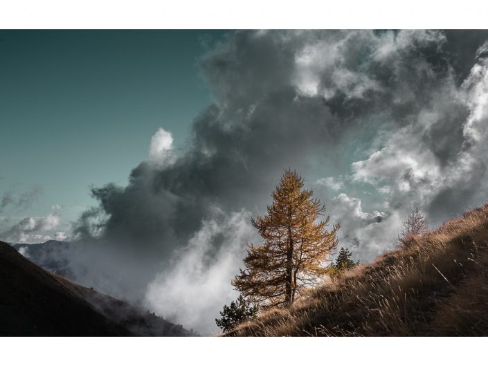 nikon d810 + sigma sport 150 600mm